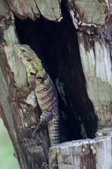 Ctenosaura oaxacana