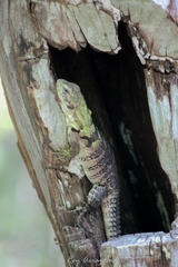 Ctenosaura oaxacana