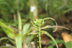 Malaxis lepanthiflora