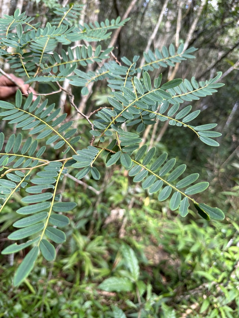Dalbergia monticola (Madagaskar-Palisander).