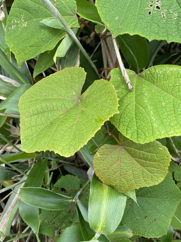 Vitis coignetiae, photograph 4