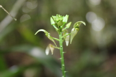 Malaxis lepanthiflora