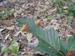 Insecta