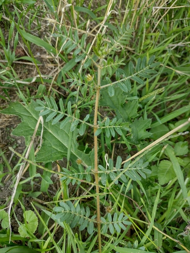 kotvičník zemný (Tribulus terrestris)