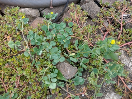 lucerna ďatelinová (Medicago lupulina)