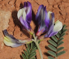 Astragalus lindheimeri