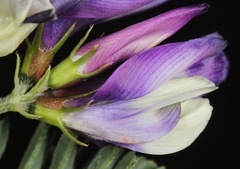 Astragalus lindheimeri