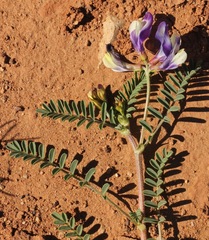 Astragalus lindheimeri