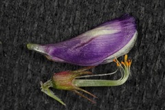 Astragalus lindheimeri