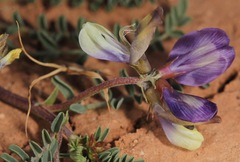Astragalus lindheimeri