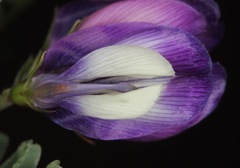 Astragalus lindheimeri