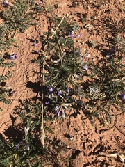 Astragalus lindheimeri