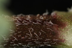 Astragalus lindheimeri