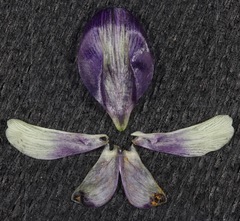 Astragalus lindheimeri