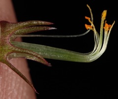 Astragalus lindheimeri