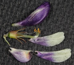 Astragalus lindheimeri