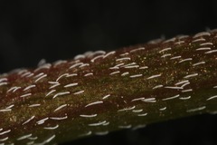 Astragalus lindheimeri