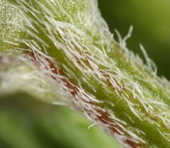 Astragalus lindheimeri