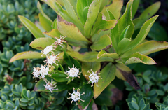 Traversia baccharoides