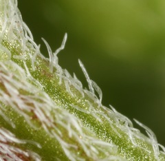 Astragalus lindheimeri