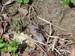 Bombylius pulchellus