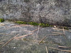 Orthotrichum diaphanum