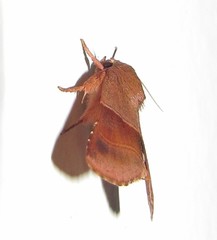 Phuphena transversa