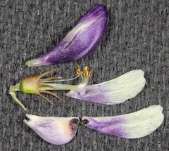 Astragalus lindheimeri