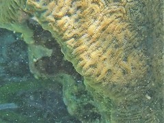 Pseudodiploria clivosa