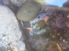 Allostichaster insignis