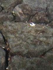 Munidopsis polymorpha