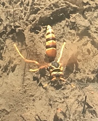 Polistes buyssoni