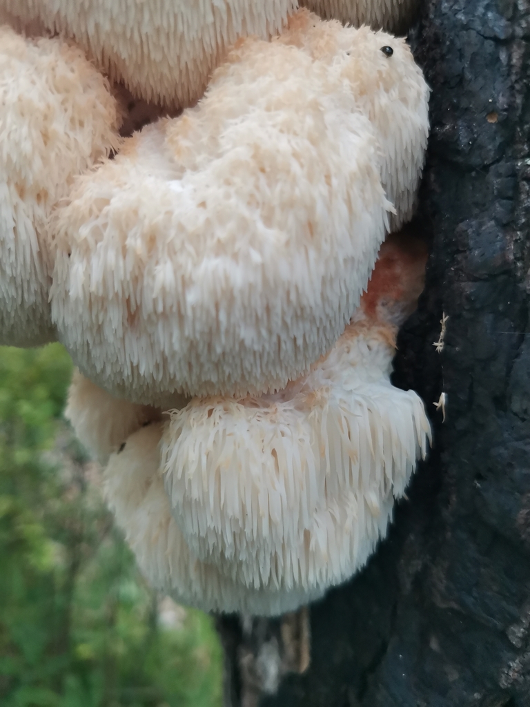 Hericium erinaceus · September 2023 · photo: © sherehora (iNaturalist, cc-by)