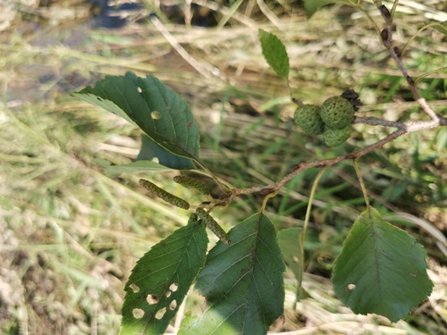 Image of Alnus japonica by (c) Elena_Sherehora, some rights reserved (CC BY)
