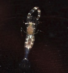 Periclimenes rathbunae