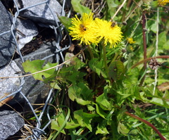 Taraxacum officinale