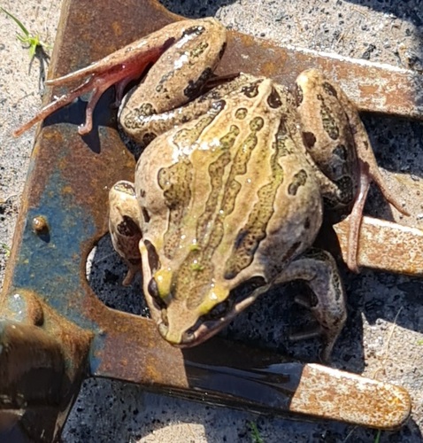 Striped Marsh Frog, photo 8 of 9