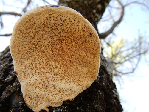 Perenniporia fraxinophila