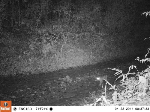 Leopardus guttulus