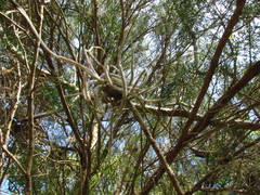 Tillandsia recurvata image