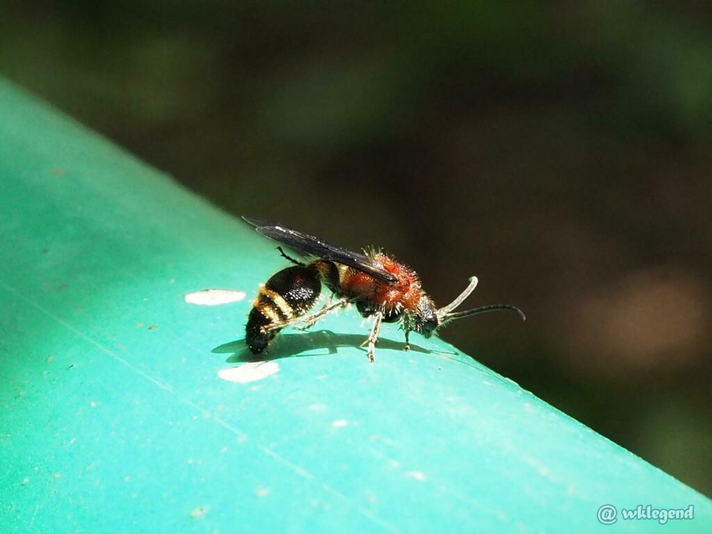 Mutillinae from Sai Kung, HK on September 4, 2023 by wklegend · iNaturalist