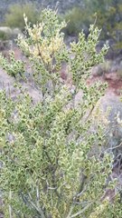 Mortonia scabrella