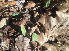 Erythronium americanum