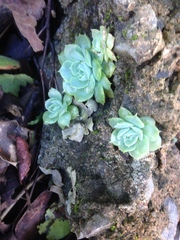 Echeveria simulans