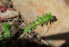 Cruciata pedemontana