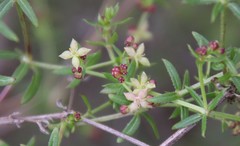 Galium nuttallii