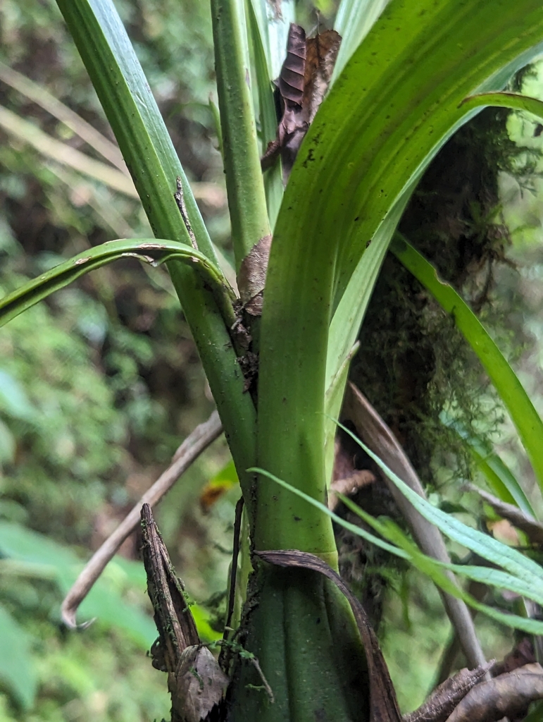 Acineta barkeri