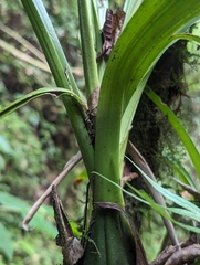 Acineta barkeri