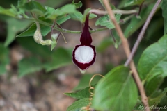 Aristolochia nelsonii