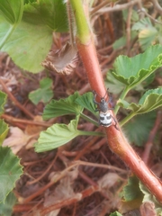 Aegorhinus phaleratus